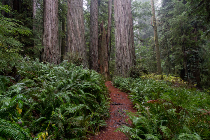 Redwoods in the Prairie Creek Redwoods State Park