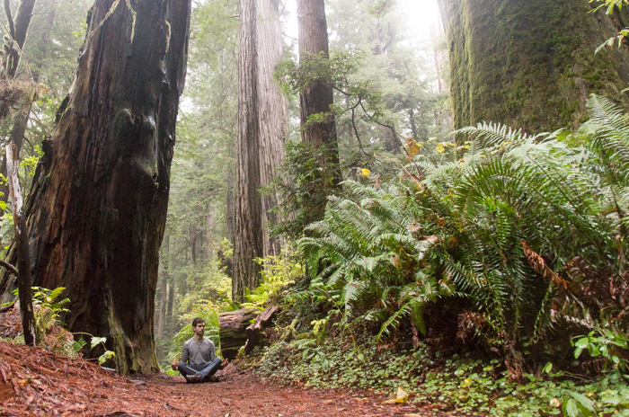Zen moment at Prairie Creek Redwoods State Park