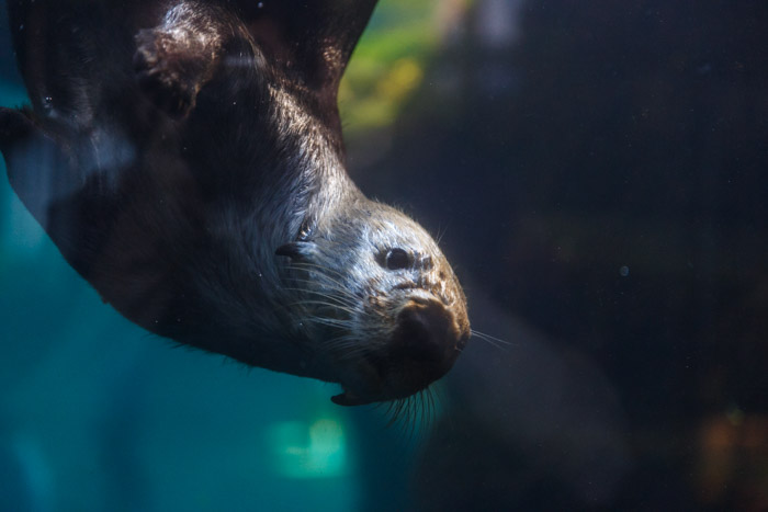 Sea otter, Monterey Bay Aquarium