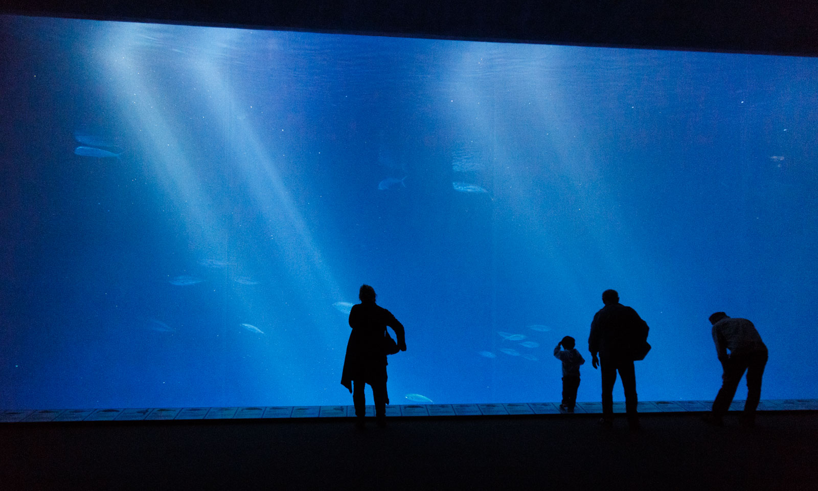 Monterey Bay Aquarium, CA